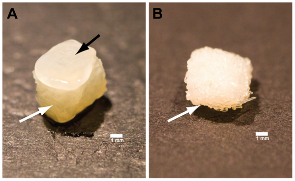 科学家将干细胞植入3D打印支架以修复关节(图文教程),第2张 科学家将干细胞植入3D打印支架以修复关节(图文教程),科学家将干细胞植入3D打印支架以修复关节,第2张